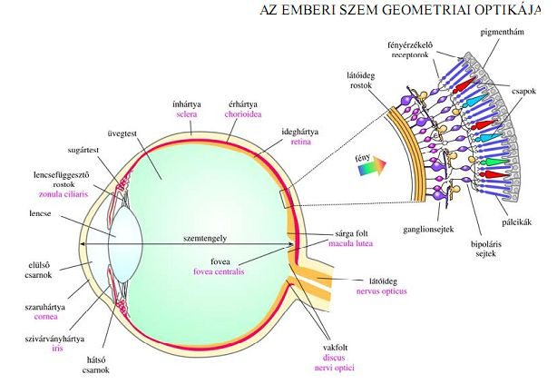 Forrás: A látás biofizikája – Debreceni Egyetem Biofizikai Intézet